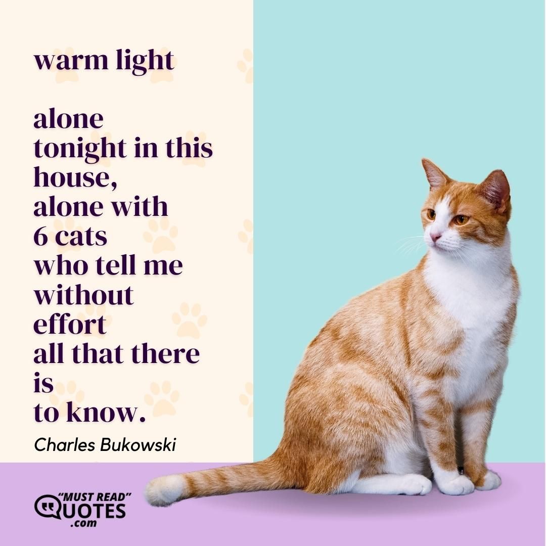 warm light alone tonight in this house, alone with 6 cats who tell me without effort all that there is to know.