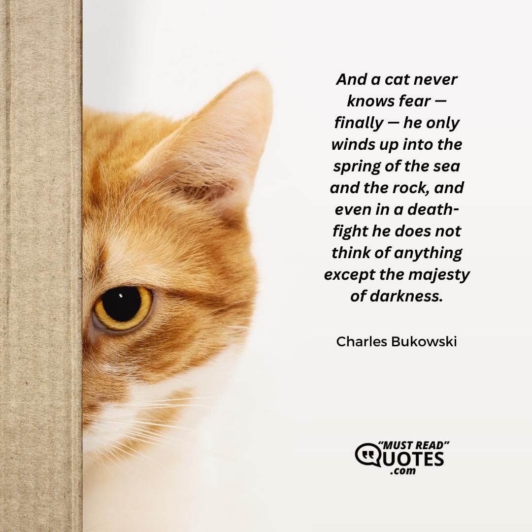 And a cat never knows fear — finally — he only winds up into the spring of the sea and the rock, and even in a death-fight he does not think of anything except the majesty of darkness.