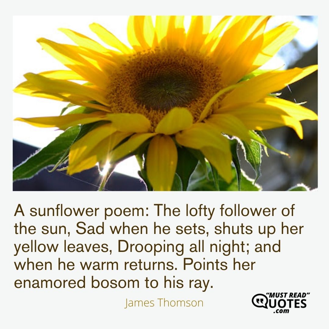 A sunflower poem: The lofty follower of the sun, Sad when he sets, shuts up her yellow leaves, Drooping all night; and when he warm returns. Points her enamored bosom to his ray.