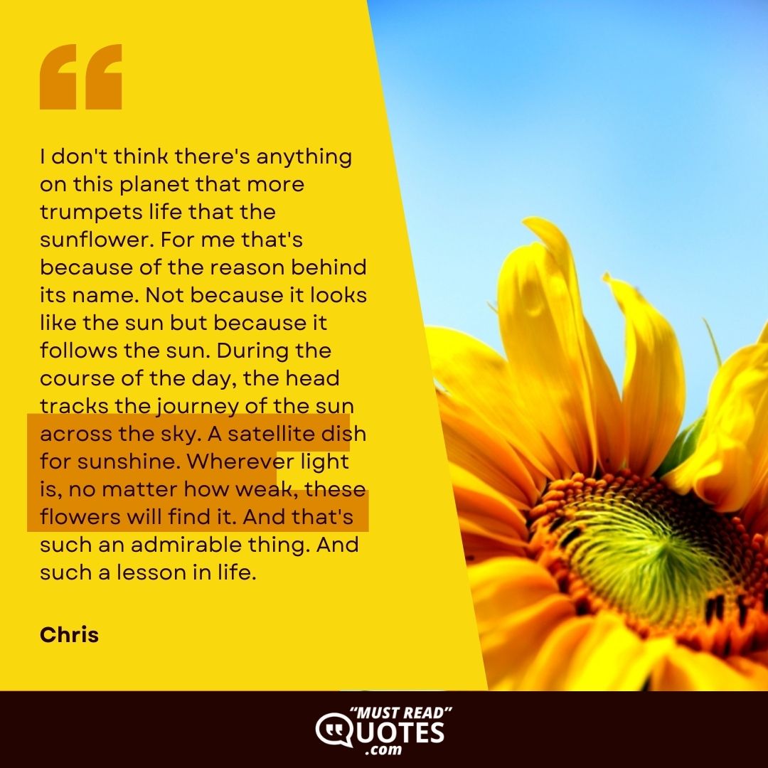 I don't think there's anything on this planet that more trumpets life that the sunflower. For me that's because of the reason behind its name. Not because it looks like the sun but because it follows the sun. During the course of the day, the head tracks the journey of the sun across the sky. A satellite dish for sunshine. Wherever light is, no matter how weak, these flowers will find it. And that's such an admirable thing. And such a lesson in life.