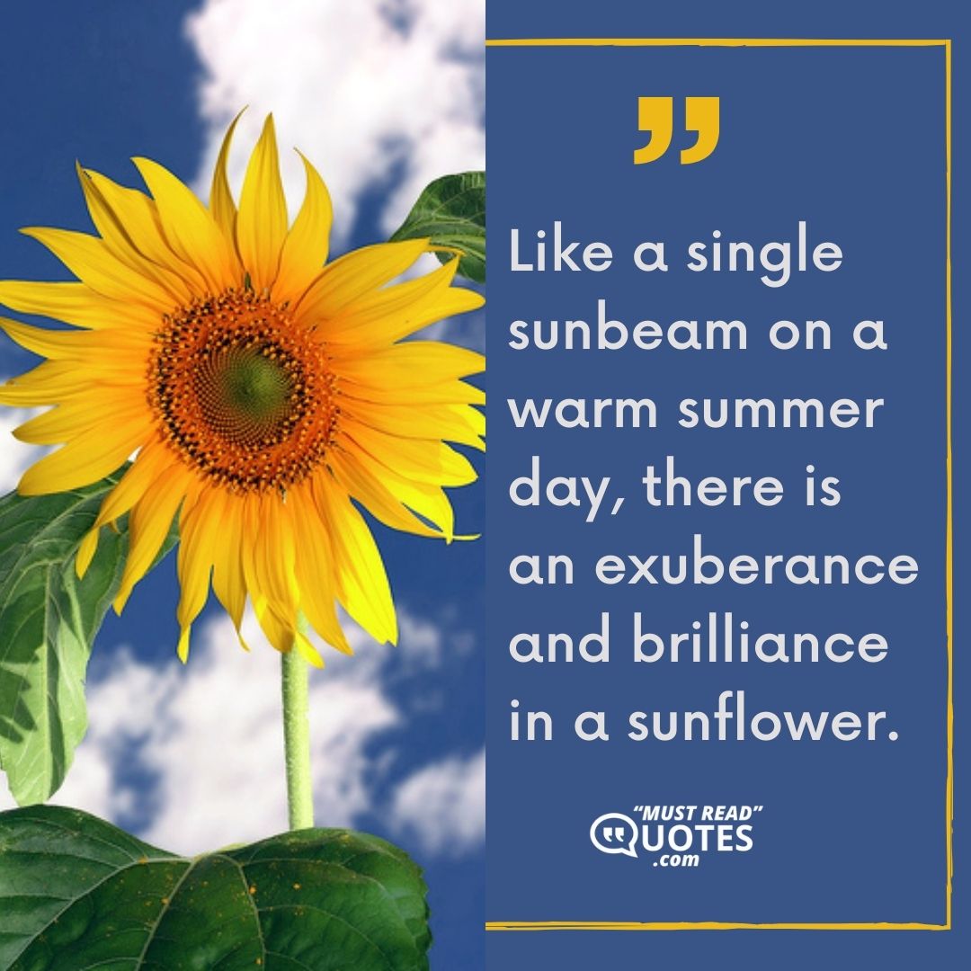 Like a single sunbeam on a warm summer day, there is an exuberance and brilliance in a sunflower.