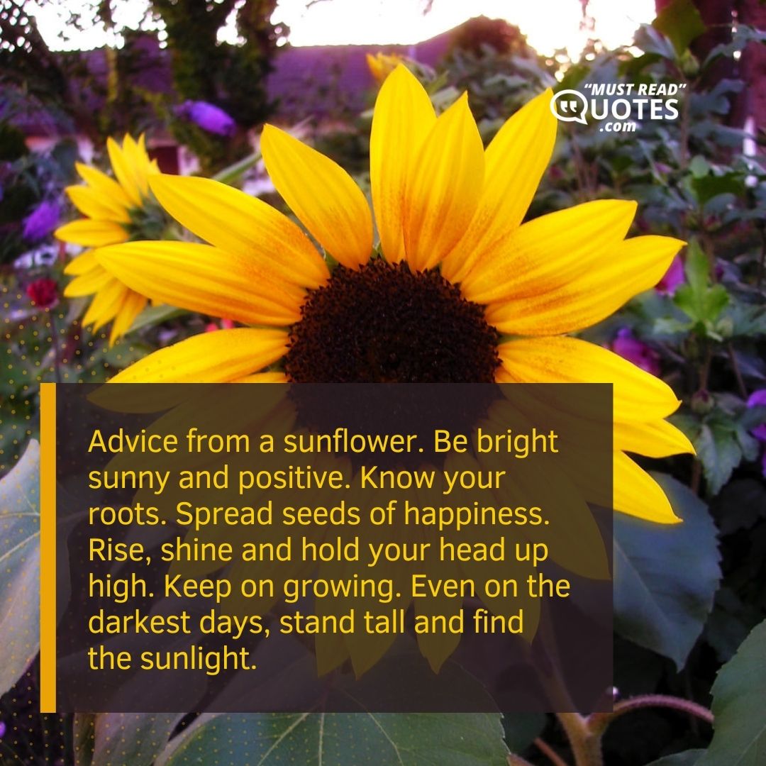 Advice from a sunflower. Be bright sunny and positive. Know your roots. Spread seeds of happiness. Rise, shine and hold your head up high. Keep on growing. Even on the darkest days, stand tall and find the sunlight.