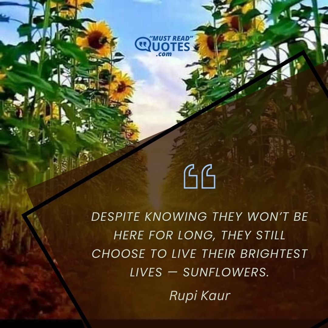 Despite knowing they won’t be here for long, they still choose to live their brightest lives — sunflowers.