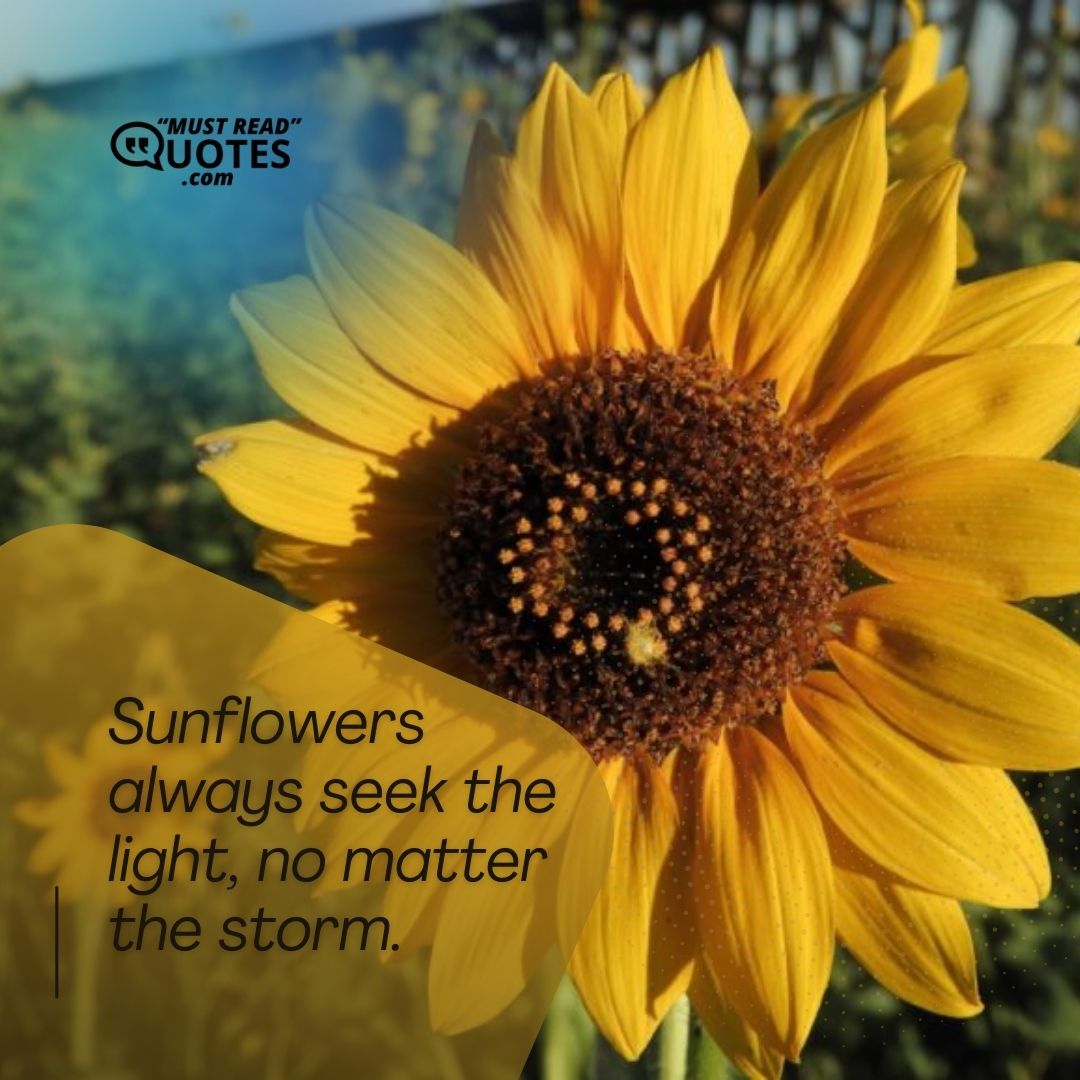 Sunflowers always seek the light, no matter the storm.