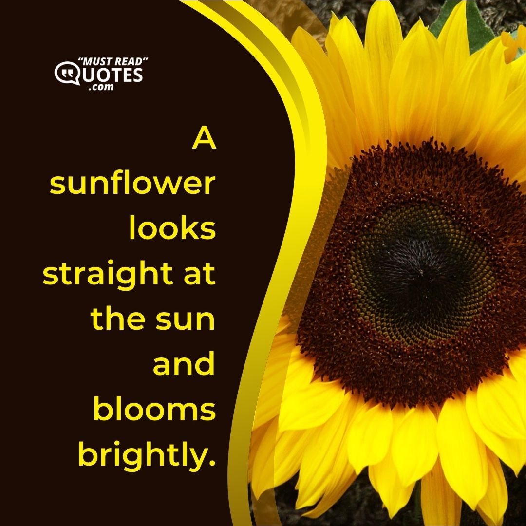 A sunflower looks straight at the sun and blooms brightly.