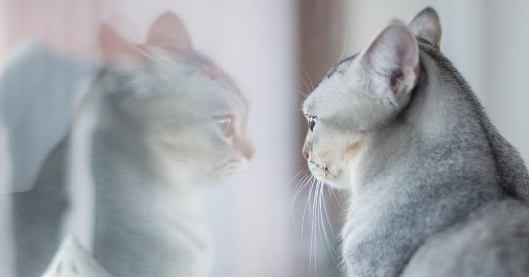 Reflection