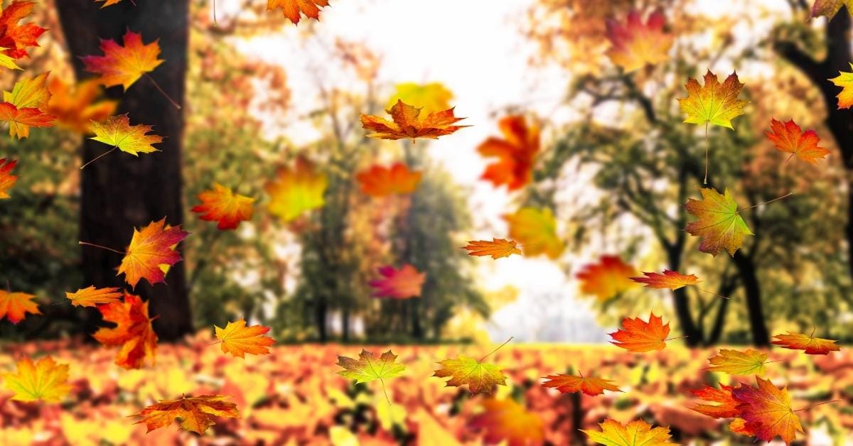 Fall