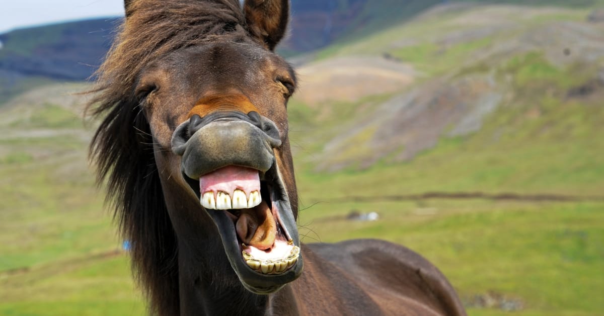 Funny & Entertaining Quotes