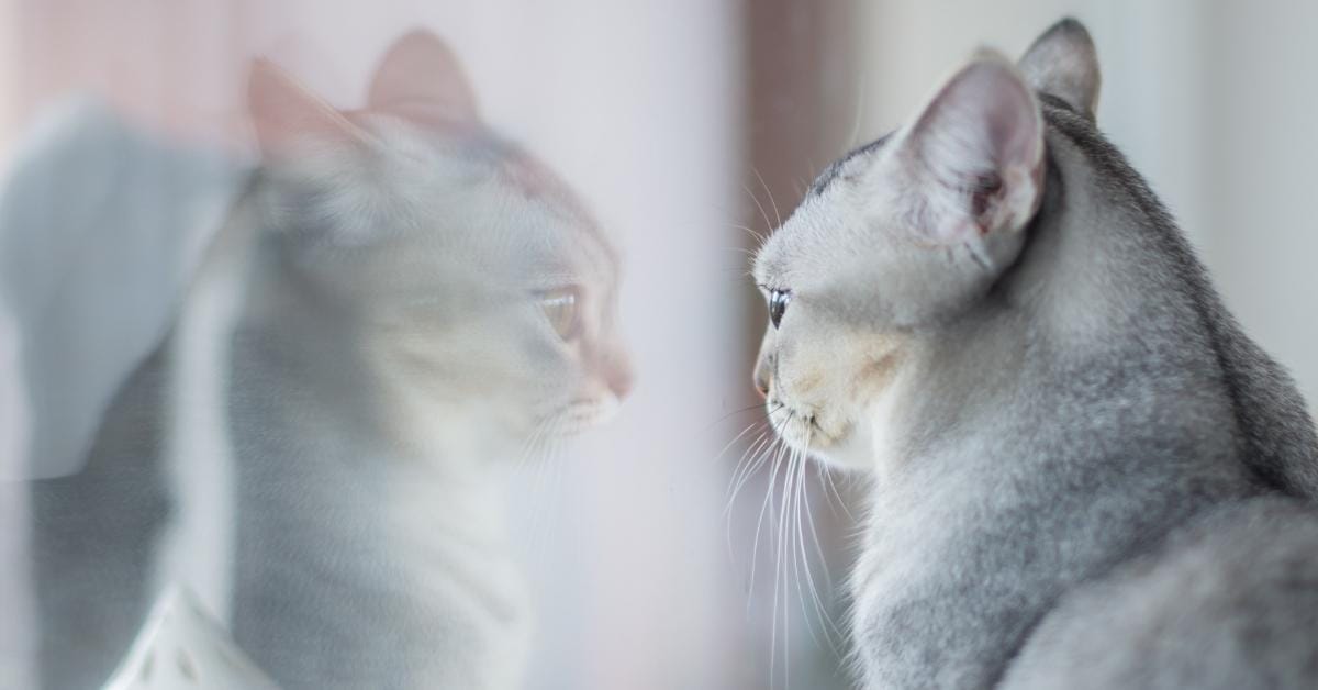Reflection