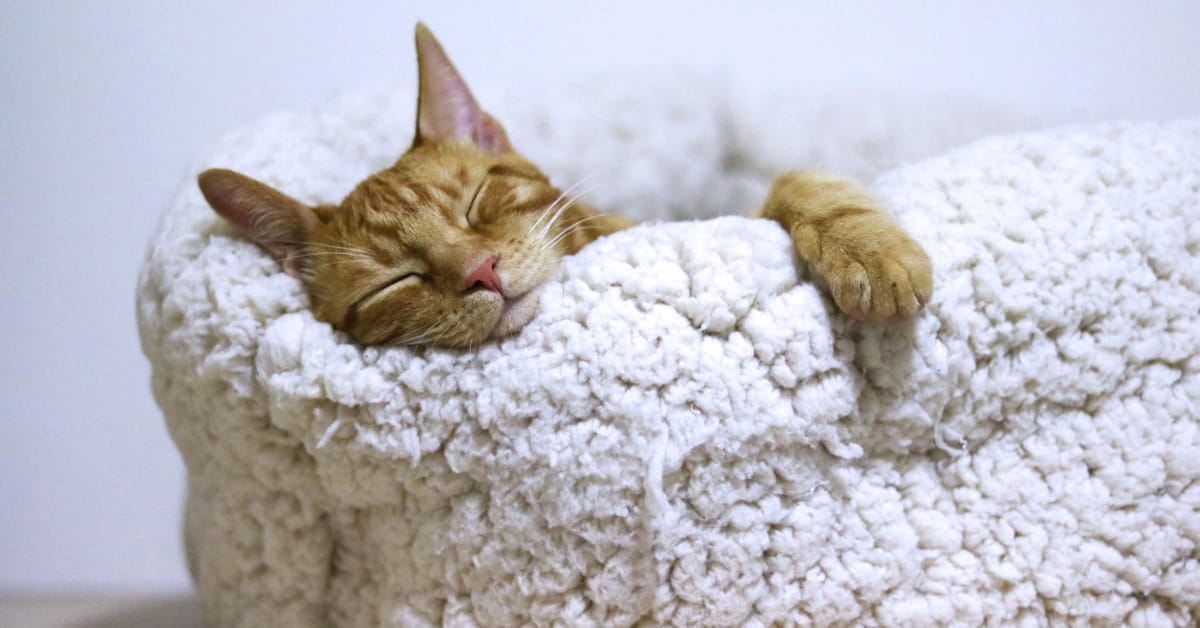 Sleep