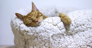 Sleep