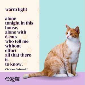 warm light alone tonight in this house, alone with 6 cats who tell me without effort all that there is to know.