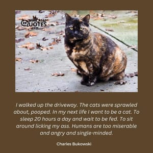I walked up the driveway. The cats were sprawled about, pooped. In my next life I want to be a cat. To sleep 20 hours a day and wait to be fed. To sit around licking my ass. Humans are too miserable and angry and single-minded.
