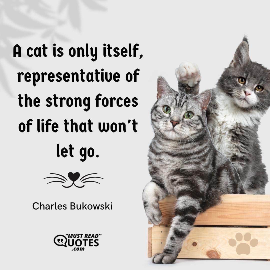 A cat is only itself, representative of the strong forces of life that won't let go.