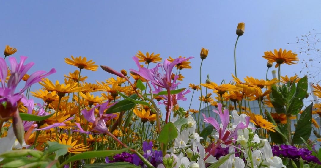 Flowers