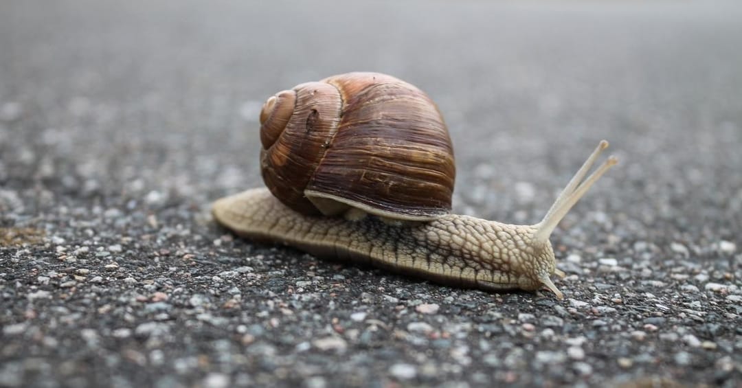 Slow
