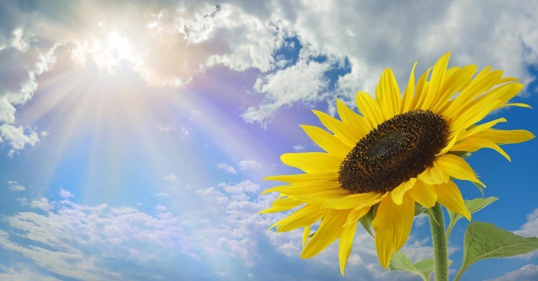 Sunshine