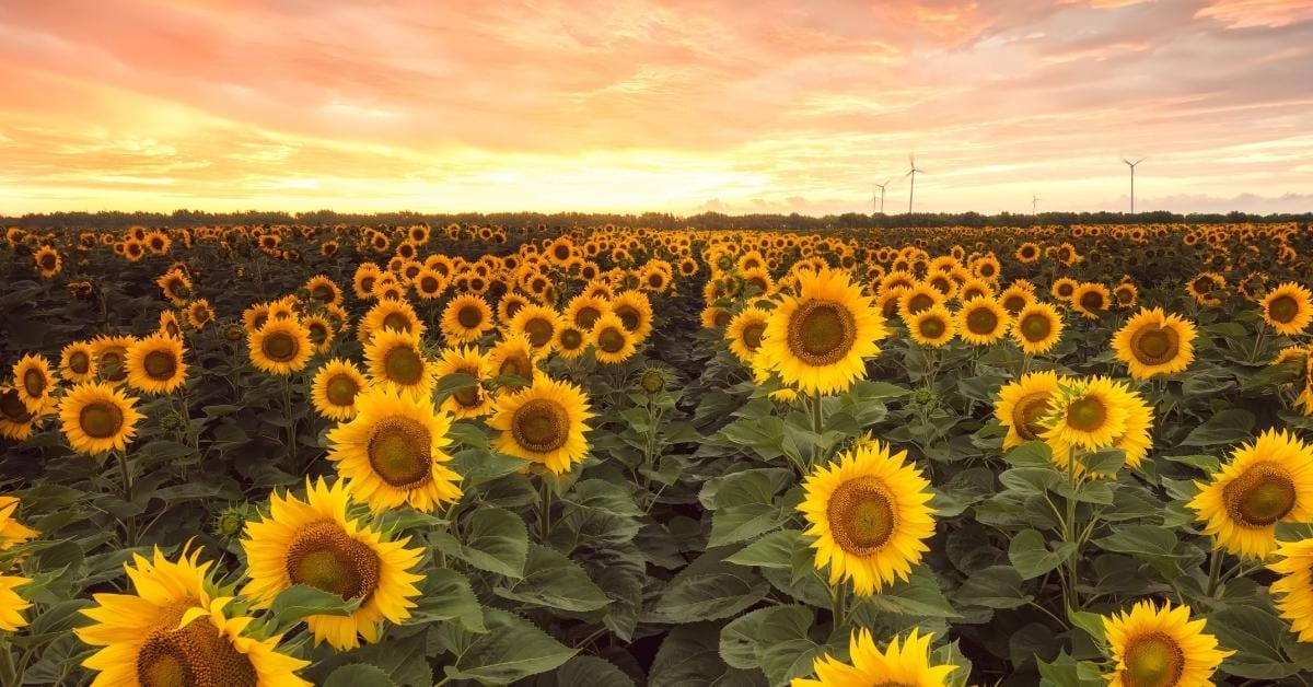 Sunflower