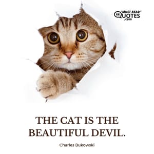 The cat is the beautiful devil.