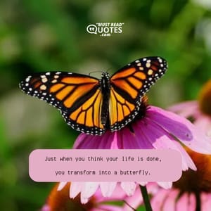 Just when you think your life is done, you transform into a butterfly.
